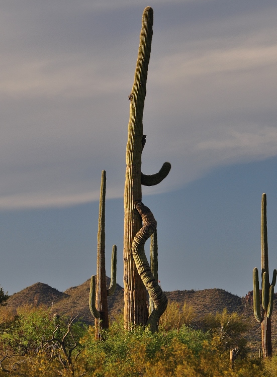 saguaro